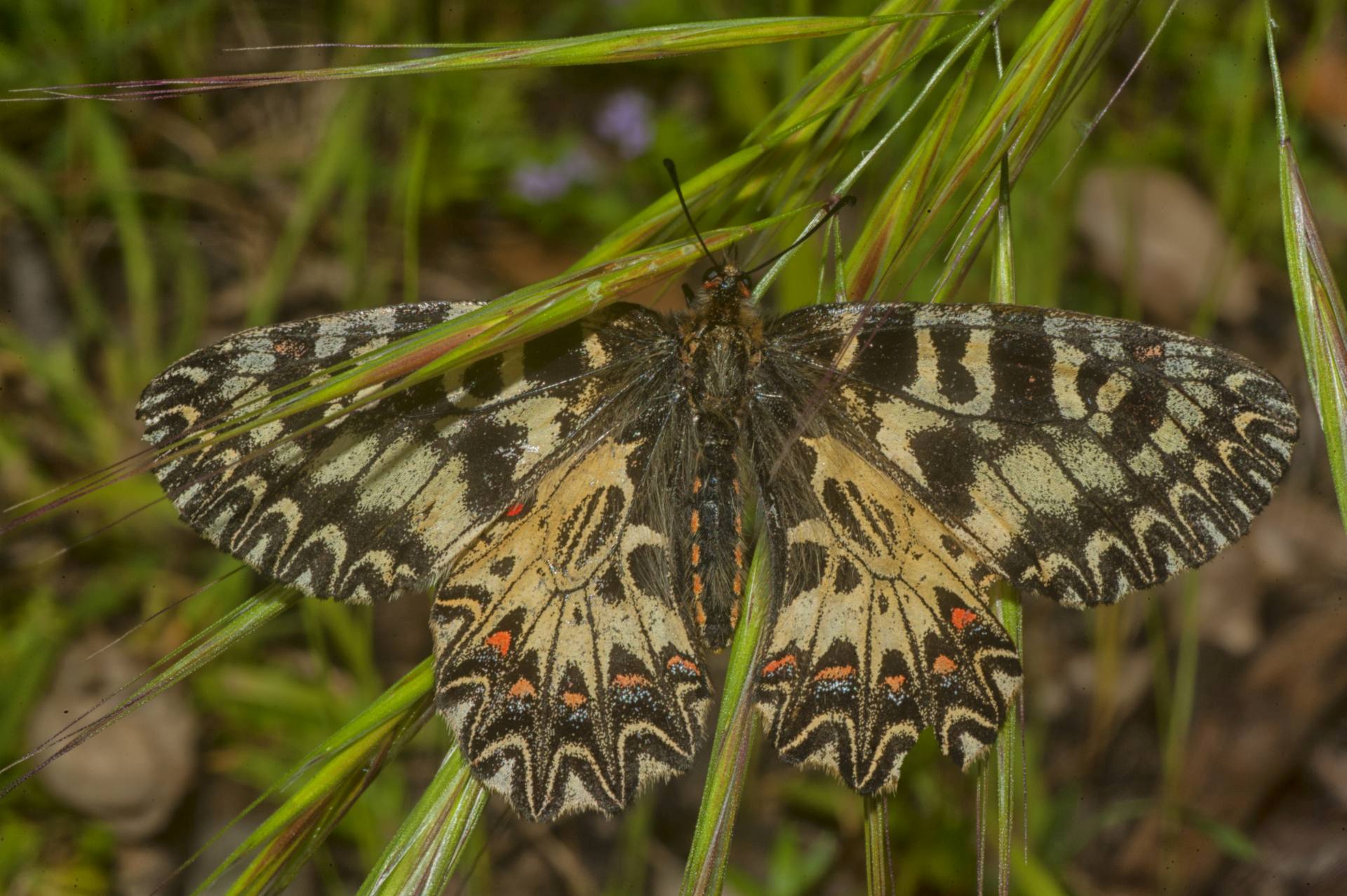 La Zerynthia cassandra